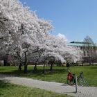 Frühling in Dresden 5