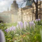 Frühling in Dresden