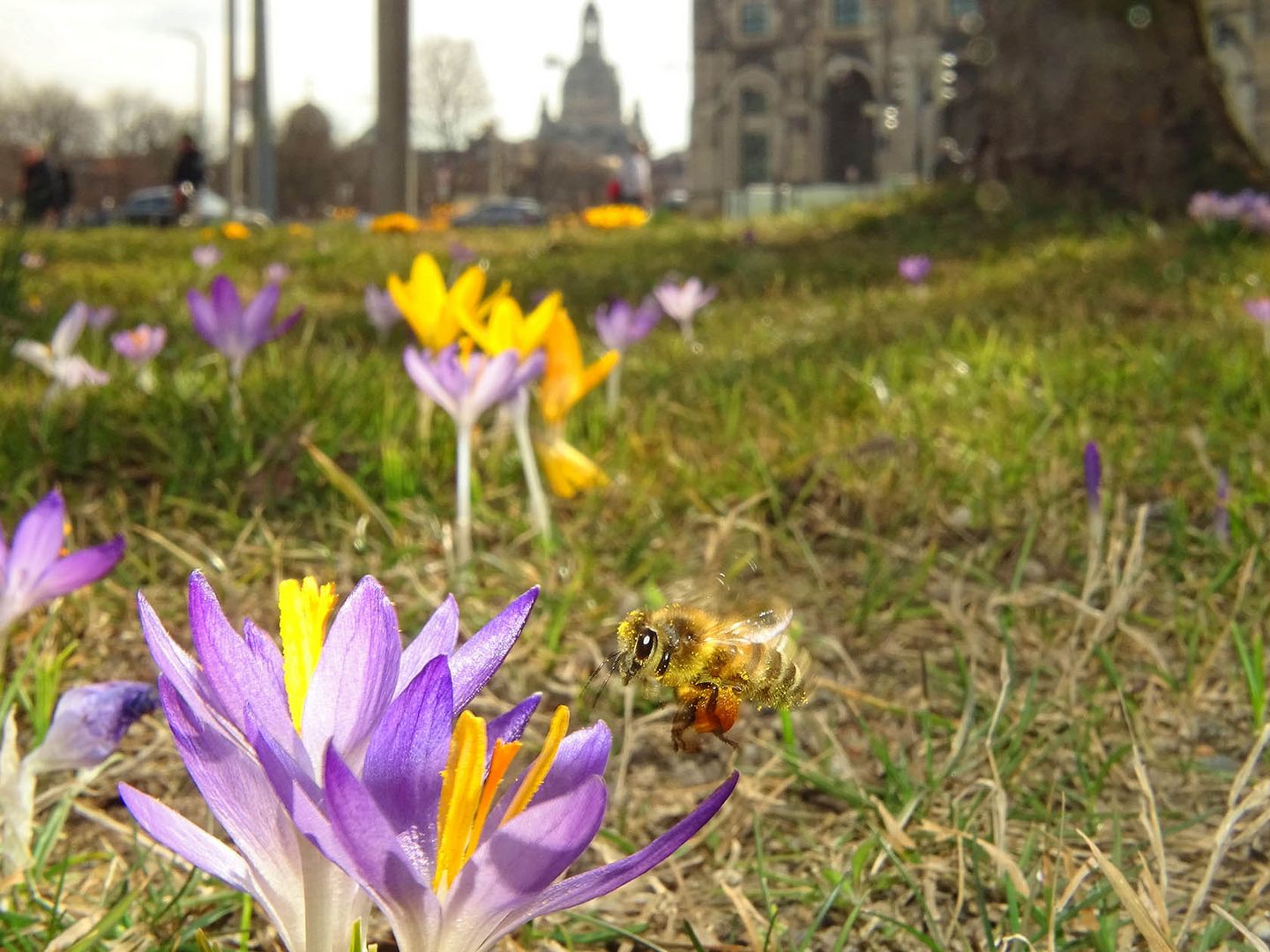 Frühling in Dresden