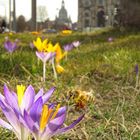 Frühling in Dresden