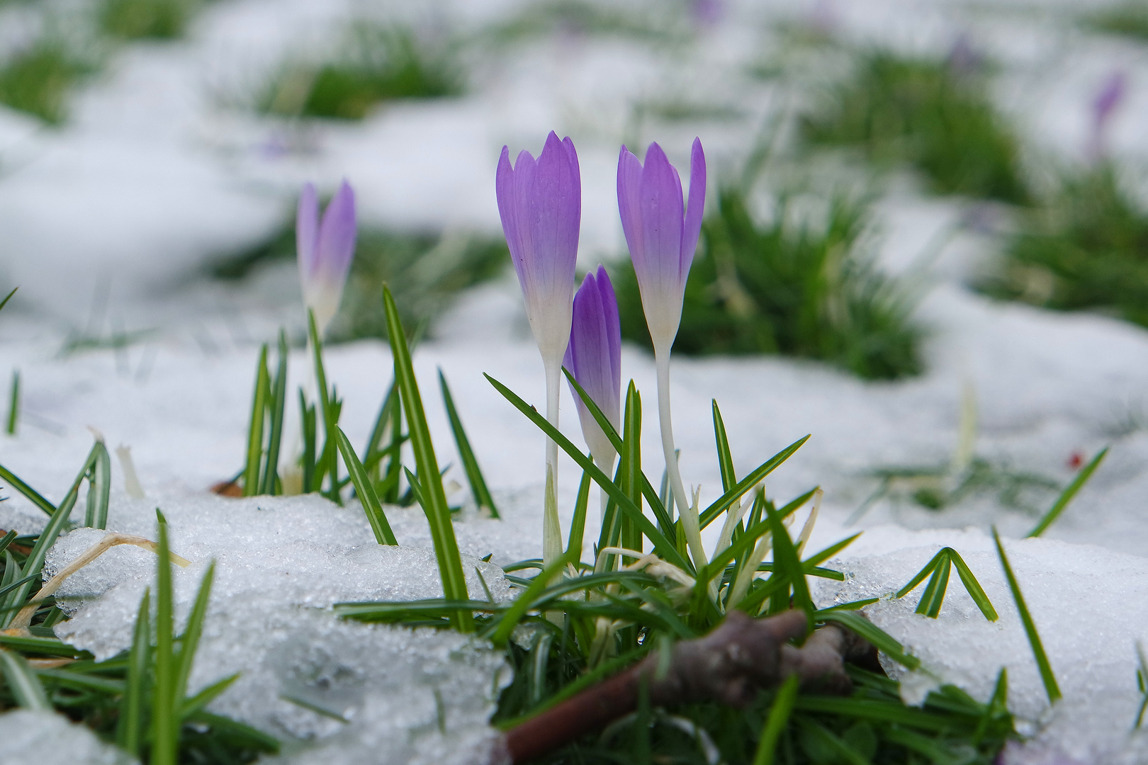 Frühling in Dresden