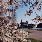 Frühling in Dresden