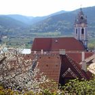 Frühling in Dürnstein