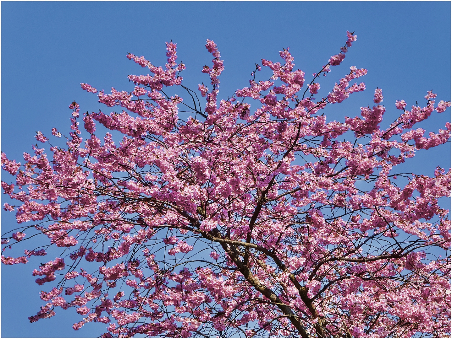 Frühling in Düsseldorf - 24.3.2021 