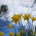 Frühling in Düsseldorf