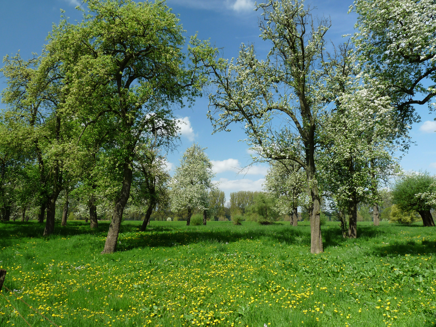 Frühling in Düsseldorf