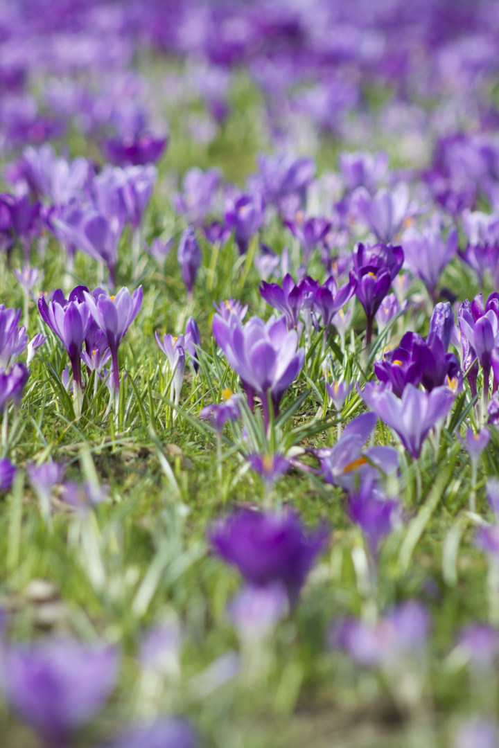 Frühling in Düsseldorf