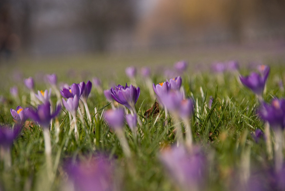 Frühling in Düsseldorf