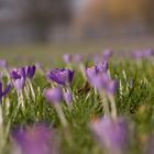 Frühling in Düsseldorf