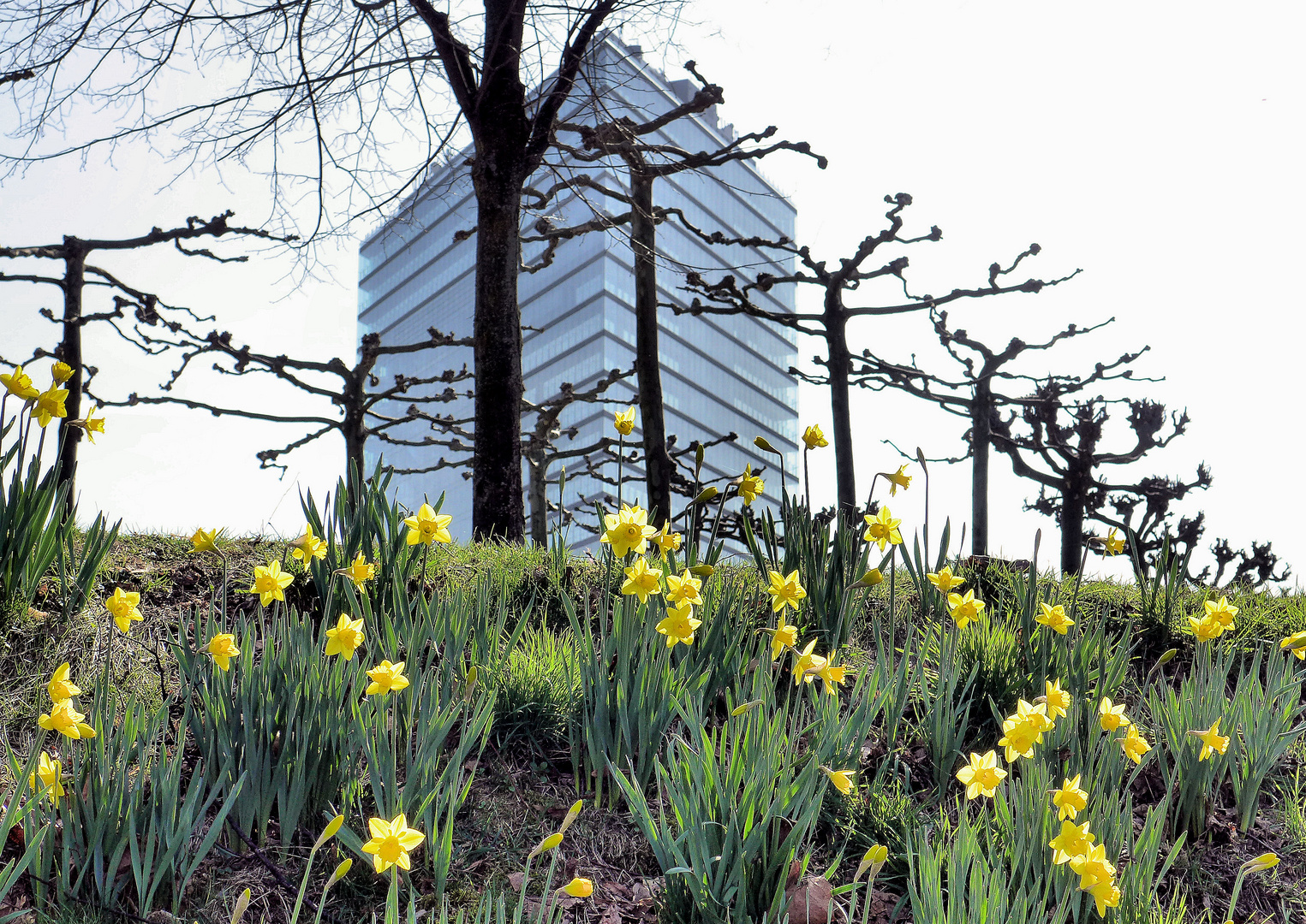 Frühling in Düsseldorf