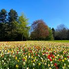 Frühling in Duisburg Homberg 