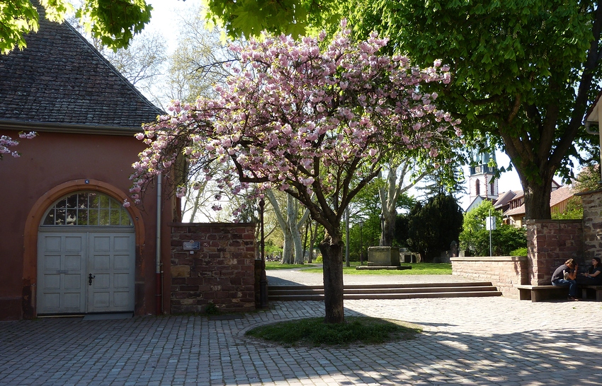 Frühling in Durlach