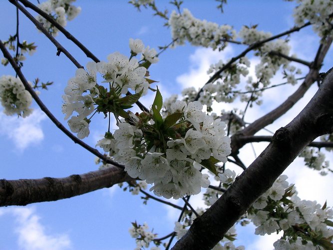 Frühling in einem Baum