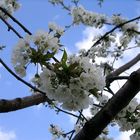 Frühling in einem Baum