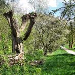 Frühling in einer Kölner Bachaue