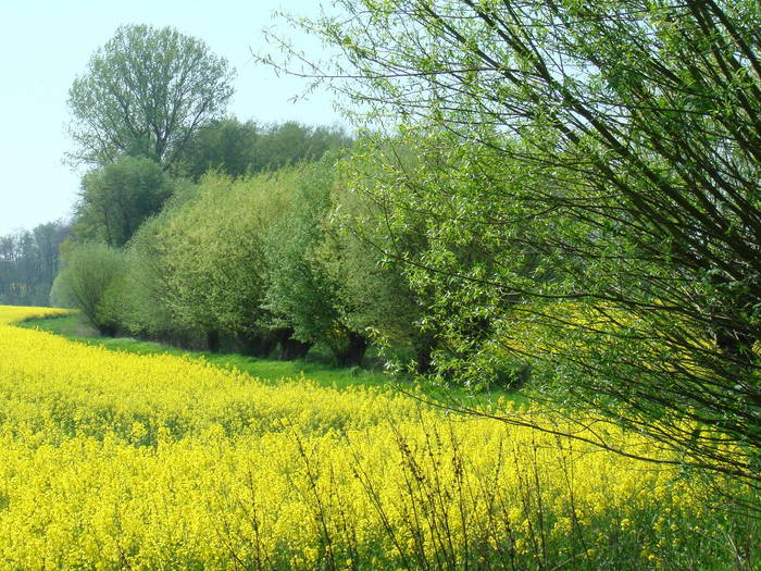 Frühling in Enger / Westfalen