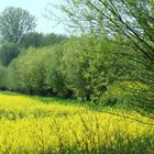 Frühling in Enger / Westfalen