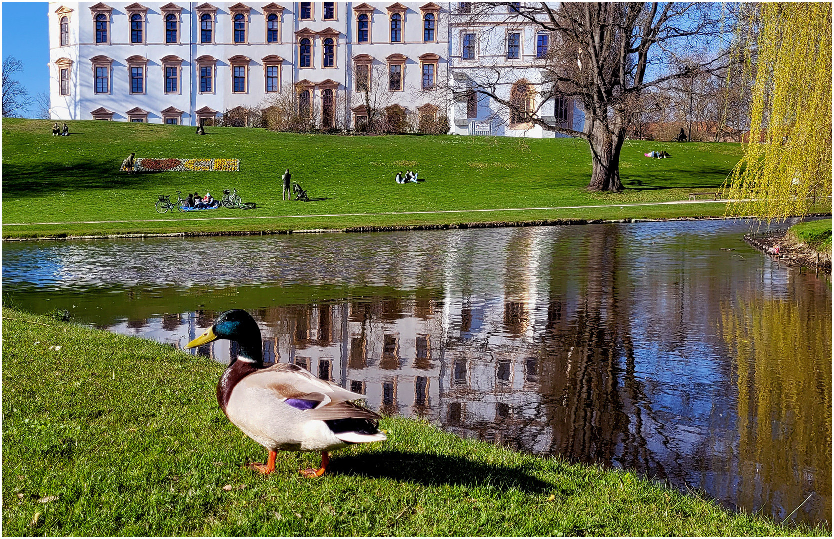 Frühling in Entenhausen