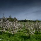 Frühling in Farbe 