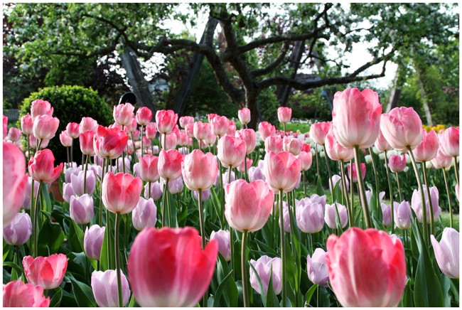 Frühling in Farbe und ...