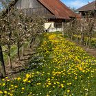 Frühling in Fehraltorf - Schweiz