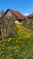Frühling in Fehraltorf - Schweiz