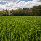 Frühling in Feld und Flur