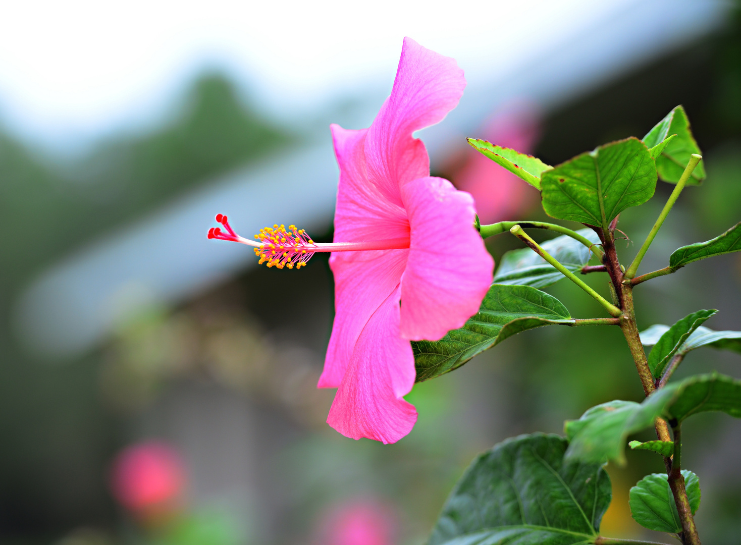 Frühling in Florida