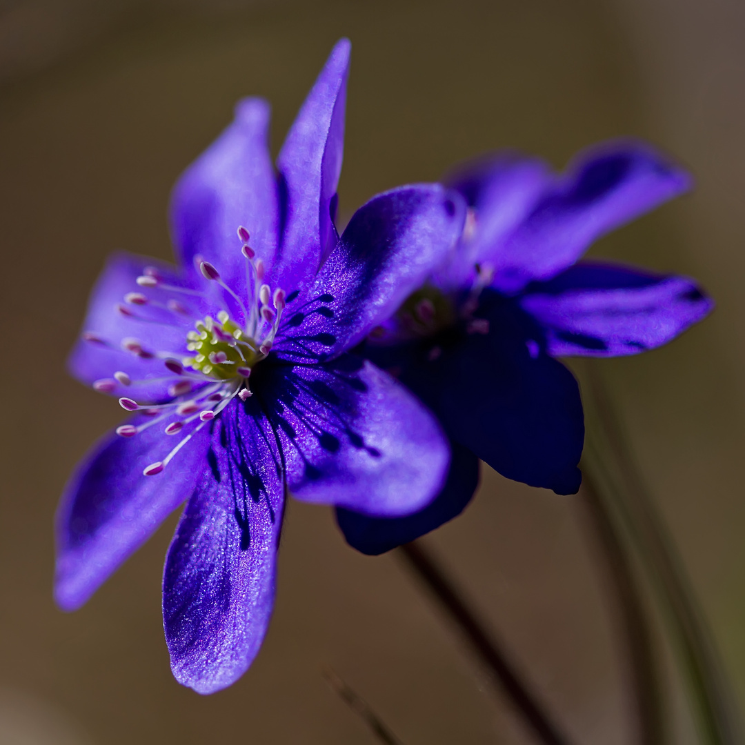 Frühling in Form eines blauen Sterns.