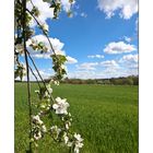 Frühling in Franken 3