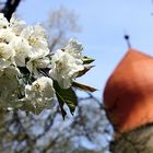 Frühling in Franken