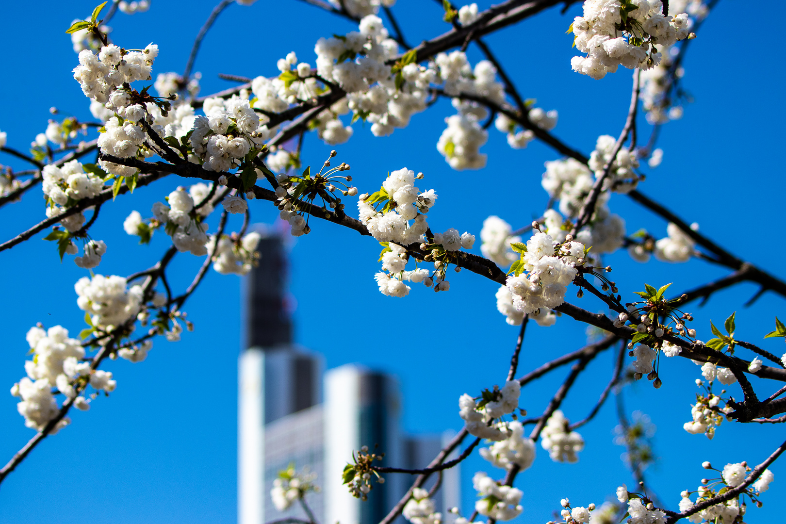 frühling in frankfurt