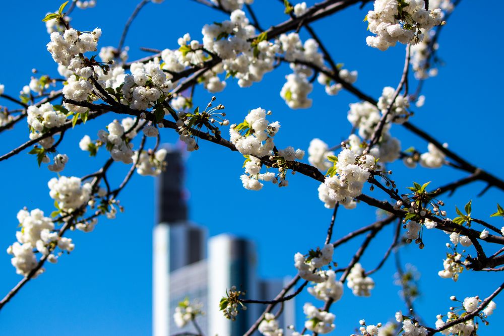 frühling in frankfurt