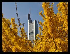 ~ Frühling in Frankfurt ~