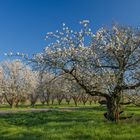 Frühling in Freinsheim