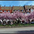 Frühling in Freudenstadt...