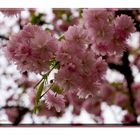 Frühling in Geisenheim 2