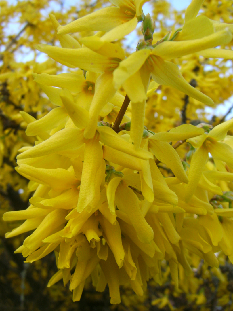 Frühling in gelb 1