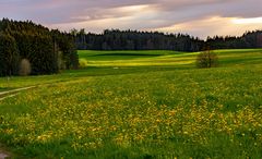 frühling in gelb 