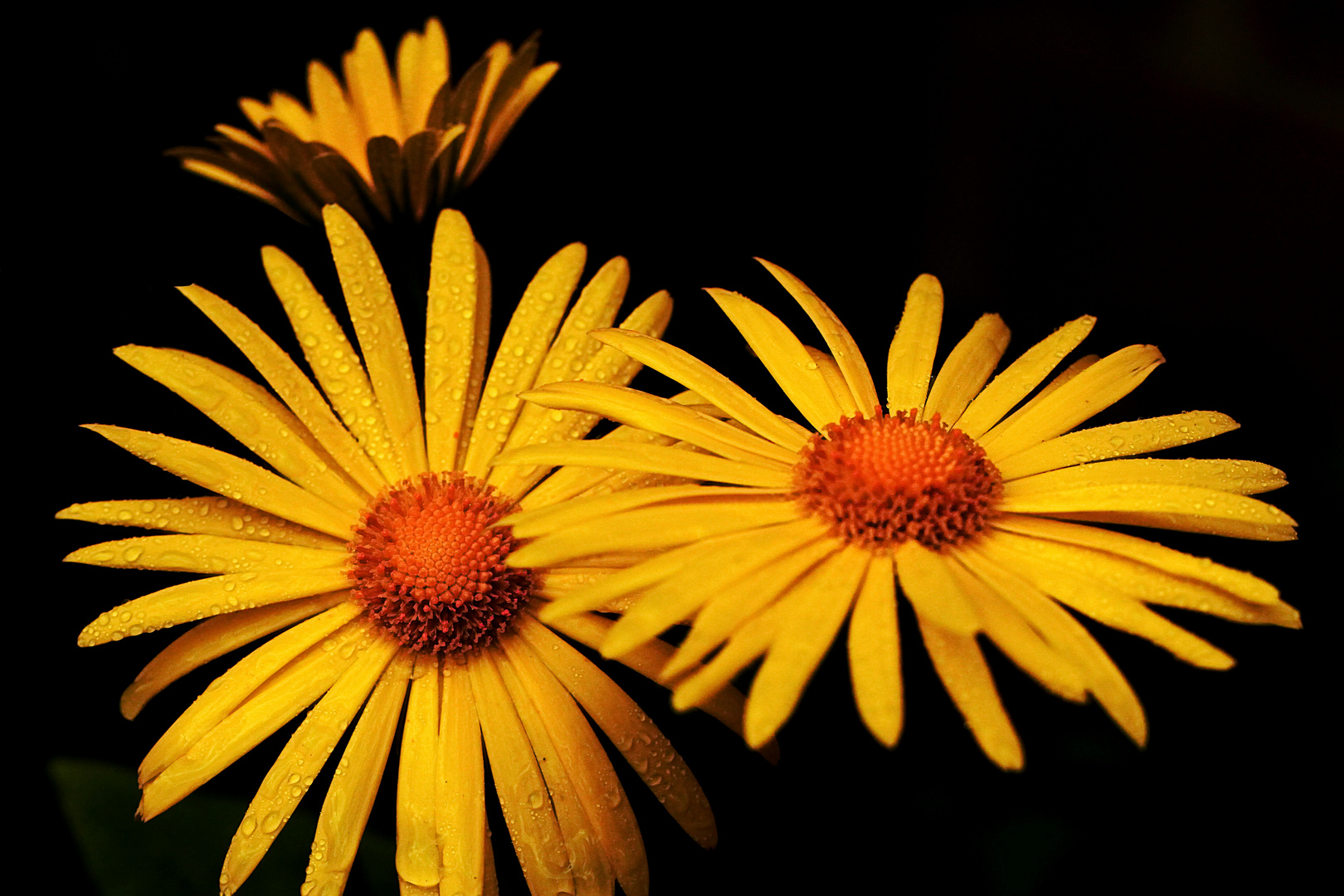 Frühling in gelb