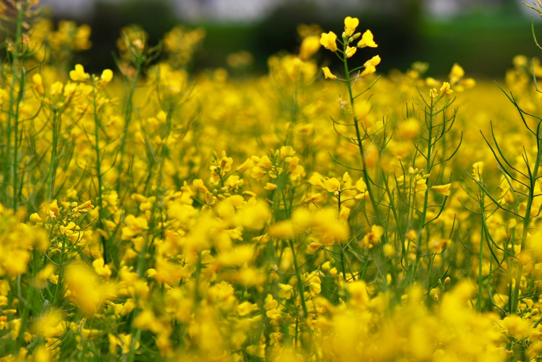 Frühling in gelb