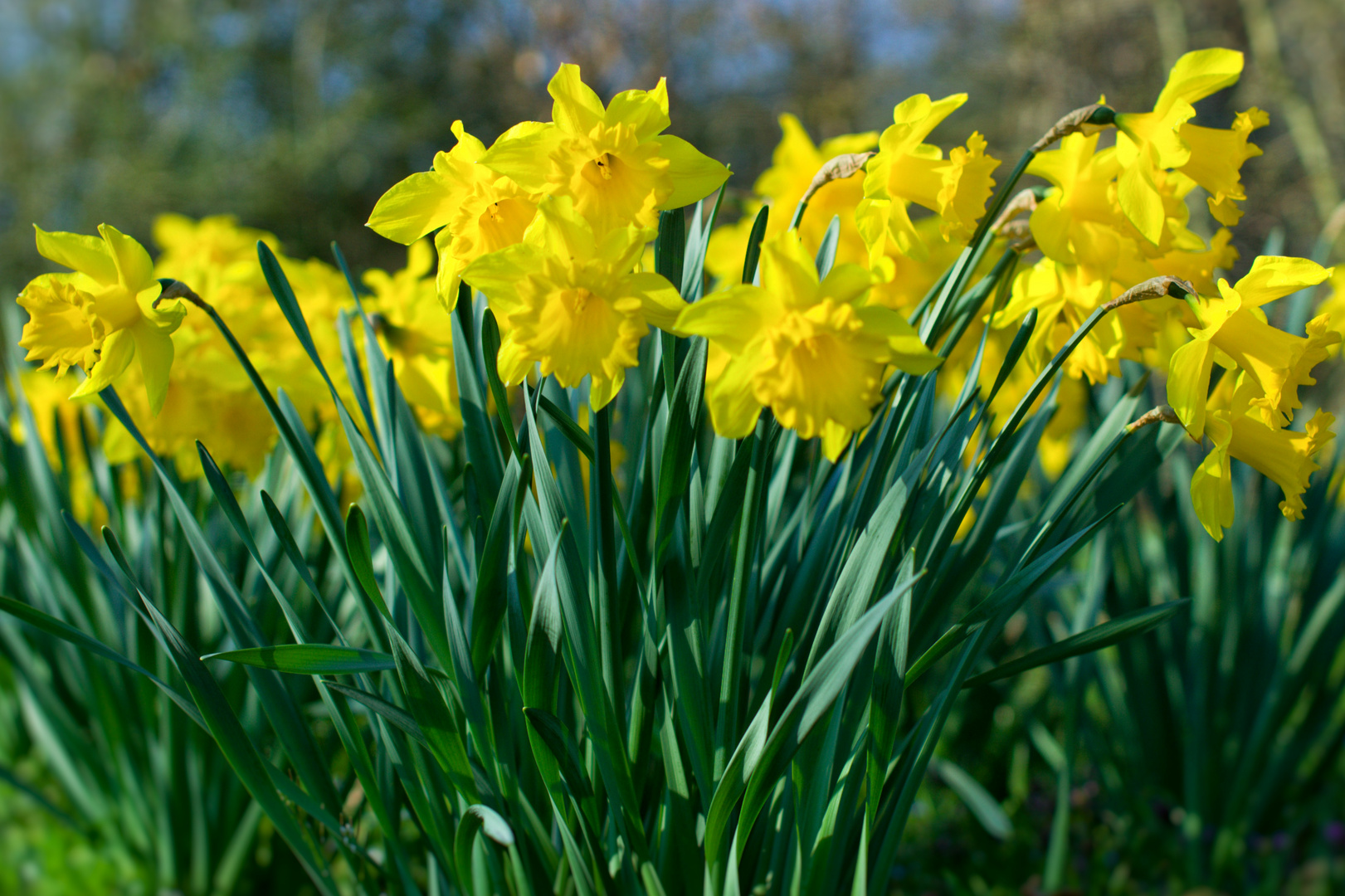 Frühling in Gelb