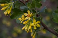 Frühling in Gelb