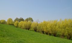 Frühling in Gelb