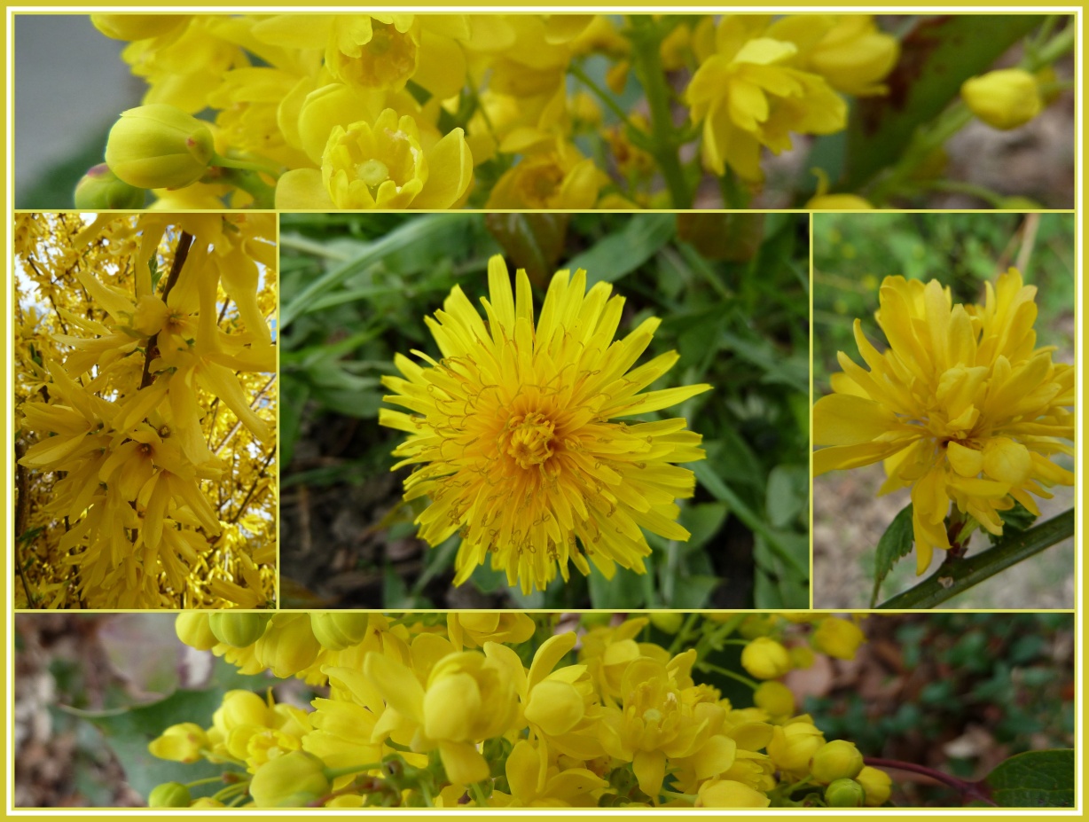 Frühling in Gelb