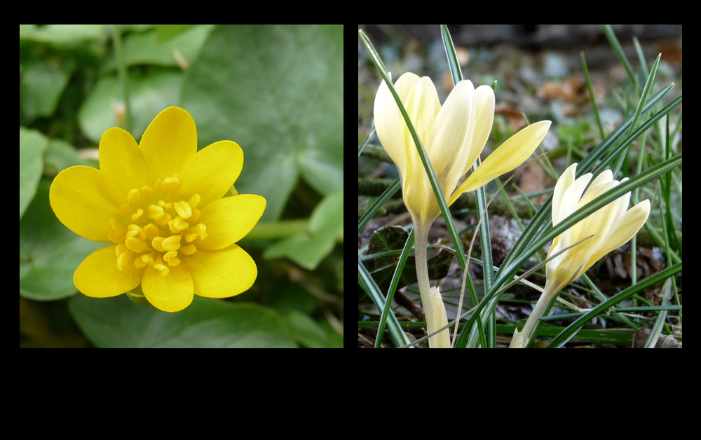 . frühling in gelb .