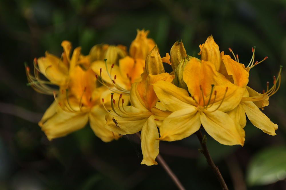 Frühling in Gelbtönen