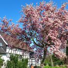 Frühling in Gelsenkirchen, Ortsteil Resse