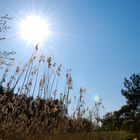 Frühling in Germendorf