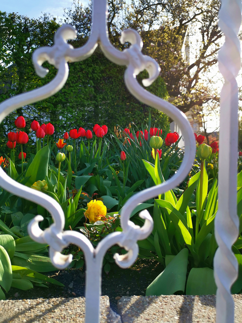 Frühling in Gernsbach 